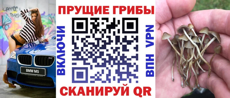 Псилоцибиновые грибы прущие грибы  Купить закладки  Россошь 